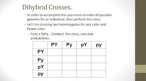 Monohybrid crosses worksheet answers & monohybrid cross worksheet from chapter 10 dihybrid cross worksheet answer key , source: Genetics Quiz Monday January 26 Dihybrid Cross Ttrr X Ttrr Ppt Download