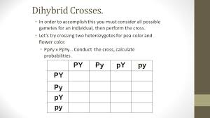 Genetics Quiz Monday January 26 Dihybrid Cross Ttrr X Ttrr Ppt Download
