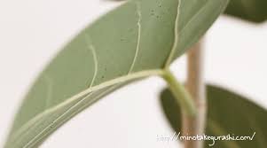 観葉植物 ハダニ 葉の裏に小さな虫がついている時の駆除 対策法 みのたけぐらし