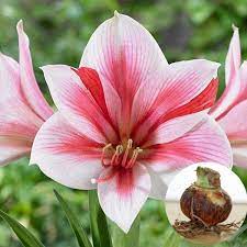 2 Pcs Bag True Pink Hippeastrum Rutilum Bulbs Bonsai Flower Plant Seeds Potted Bonsai Rare Flower Seeds Garden Not Flower Seeds Bonsai Flower Blooming Plants