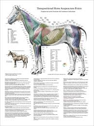 Horse Acupuncture Point Location Posters Set Of 3