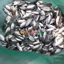 Ikan nila juga dapat dengan mudah memijah secara. Bibit Ikan Nila Unggul Menentukan Sukses Budidaya Mega Farm