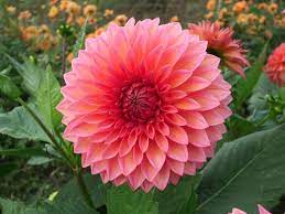 Pin By Elizabeth Aguayo On Referencia Flores Flower Meanings Tropical Flowers Dahlia
