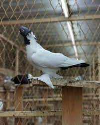 حلال عبدالله كرم الامارات حساب بوحميد bu humaid birds اذكرو الله اذكرو الله اذكرو الله يااخواني في كل صوره او مقطع ماشاءالله ماشاءالله ماش