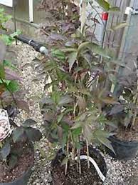 Maybe you would like to learn more about one of these? Clematis Montana Mayleen Anemonen Waldrebe Mayleen Gunstig Kaufen