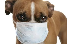 Allivet.com has been visited by 10k+ users in the past month Should I Be Concerned About Kennel Cough While Boarding