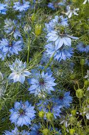 Love In A Mist Miss Jekyll Blue Nigella Damascena Seeds Select Seeds Blue Flowers Garden Blue Plants Delphinium Flowers
