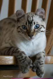 Highland lynx, cat crystal round keyring, high quality, crystal animals usa. Blazer Snow Highland Lynx Cat Breeds Cats American Bobtail Cat