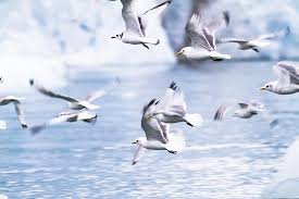 Bird From Little Mermaid Winged Warnings Built For Survival Birds In Trouble From Pole To Pole In 2020 Disney Aesthetic The Little Mermaid Birds