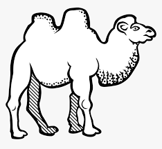 Close shot of a broken camel thorn tree in the desert with sand dunes and a clear sky. Bactrian Camel Black And White Hd Png Download Transparent Png Image Pngitem