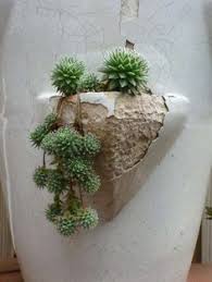 Per questo è opportuno che siano riparate dal gelo, ma che possano rimanere all'aperto e non al caldo costante di un appartamentoinfine, un'opportuna. 880 Idee Su Cactus Piante Grasse Nel 2021 Piante Grasse Piante Cactus