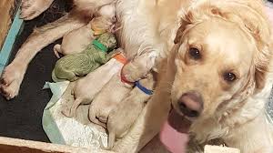 Came in with her littermate who. Golden Retriever Gives Birth To Rare Green Puppy Kfor Com Oklahoma City