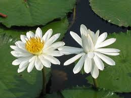 Image result for Nymphaea lotus