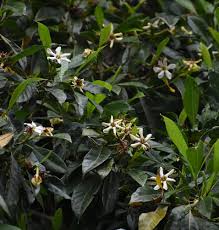 Image result for Gardenia transvenulosa