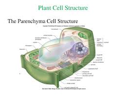 Be it humans or plants or animals, every living organism is composed of cells. Ppt Plant Cell Structure Powerpoint Presentation Free Download Id 2160563