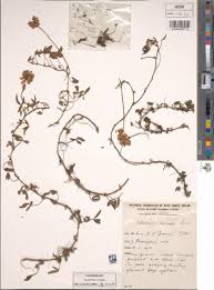 Image result for Lotononis laxa