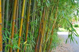 Image result for Justicia phyllostachys
