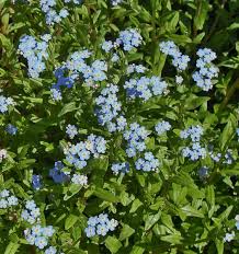 Plants usually reseed on their. Myasotis Mermaid Special Offer