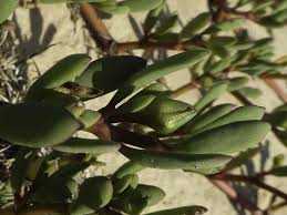 Image result for Sesuvium portulacastrum