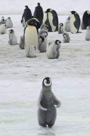 I also suggest potential solutions to those. Major Emperor Penguin Breeding Ground Gone Barren Since 2016