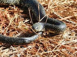 The yellow bands on this small but venomous snake make it stand out among the snakes found in arkansas and lend to the old saying red touch black, venom lack. Speckled King Snake A Good Guy Snake Big Garden Reptiles