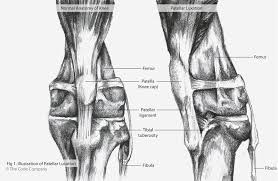 Check spelling or type a new query. Dog Anatomy Front Leg Anatomy Drawing Diagram