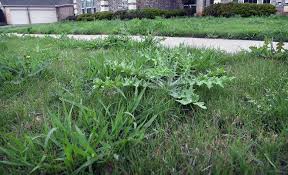 Wear the best quality garden gloves. Rideout Weed Control In The Vegetable Garden