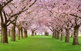 Dates of spring in 2021, 2022 and beyond, plus more information about spring. Living In Alignment With The Seasons Spring Willow Tree Acupuncture And Wellness Clinic Portland Or