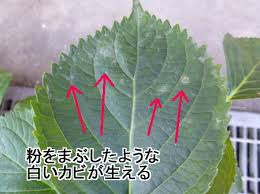 うどんこ病発生 紫陽花その おおぐし農園 催事 イベント 日常情報