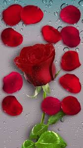 Simply Beautiful World Simply Beautiful World Love Rose Flower Flower Quotes Flower Wallpaper