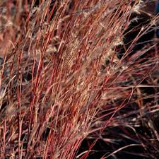 Image result for Schizachyrium jeffreysii
