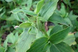 Image result for Commelina benghalensis