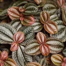Image result for Pilea rivularis