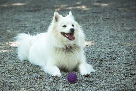 Pin On American Eskimo Dog