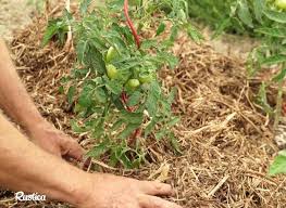 Reussir Facilement Le Paillage De Son Potager En 2020 Potager Plantes Aromatiques Semis