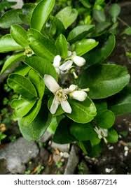 Image result for Pimpinella alismatifolia