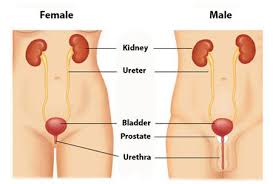 Image result for Voiding Cystourethrogram