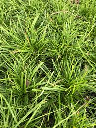 Image result for Pycnostachys orthodonta