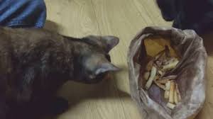 Fries cannot be easily digested by your cat. Kittens And French Fries Youtube