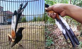 Pola ekor murai medan asli. 12 Perbedaan Murai Batu Malaysia Dan Murai Batu Medan Burungnya Com