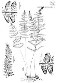 Image result for Thelypteris confluens