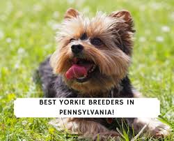 Maybe you would like to learn more about one of these? 5 Best Yorkie Breeders In Pennsylvania 2021 We Love Doodles