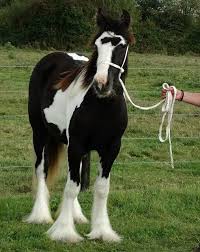 Fantasy is her barn name as she is every cowboy or cowgirls fantasy in a horse. Fohlen Kleinanzeigen Fohlen Anzeigenmarkt Fohlen Marktplatz Fohlen Annoncen Fohlen Inserate