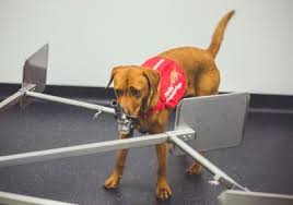 But just as with humans, spotting the signs early and. Watch A Trained Pup Detect Prostate Cancer From A Urine Sample The Scientist Magazine