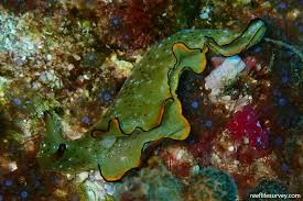 Image result for Elymandra grallata