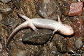 Image result for Stenostelma capense