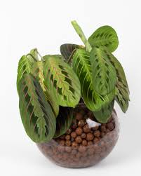 Check spelling or type a new query. How I Transition Plants From Soil To Semi Hydroponics Gigi Belle Plants