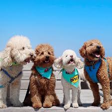 See more of labradoodle puppies for adoption on facebook. Oodles Of Doodles Rescue Collective New Jersey Home Facebook