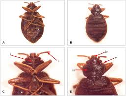 Image result for Cimex Lectularius L