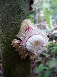 Image result for Napoleonaea angolensis